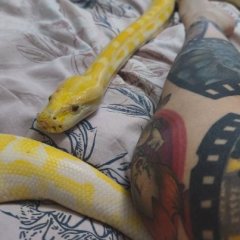 VERONIKA SNAKE